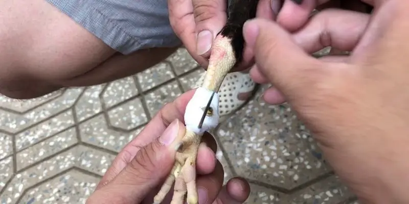 Cách Mài Cựa Tăng Sát Thương