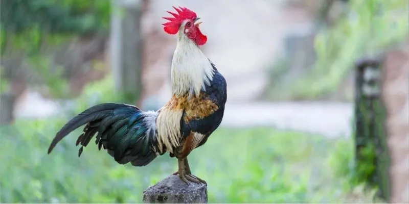 Dựa vào ngoại hình để đánh giá năng lực gà chọi tre