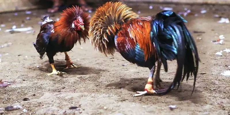 Luật chơi chi tiết về bộ môn đá gà Thomo