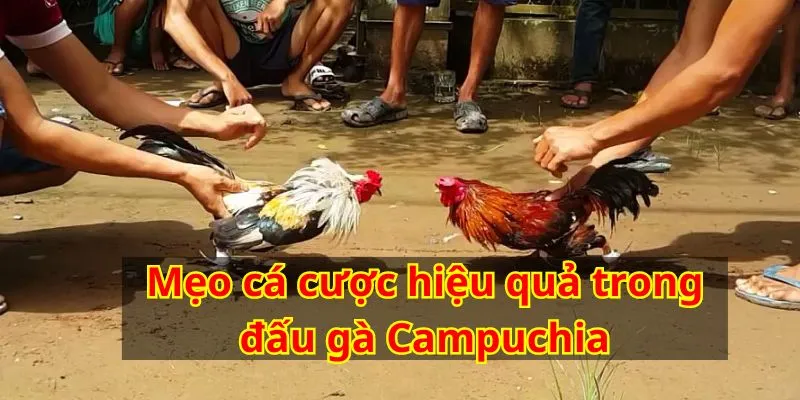Mẹo cá cược hiệu quả trong đấu gà Campuchia