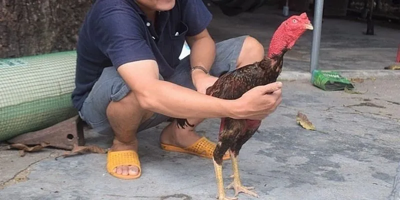 Ngoại hình gà có vảy ngũ quỷ bắt mắt