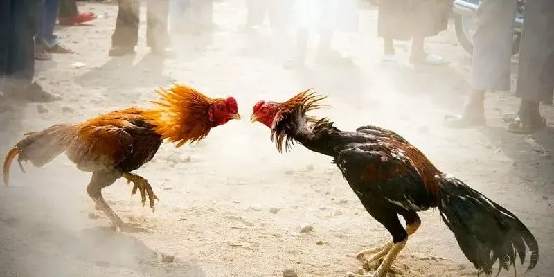 Những cuộc chiến đá gà tre rất mãn nhãn