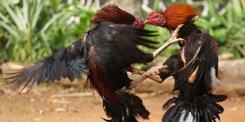 Các quy định cơ bản người chơi cá cược đá gà cần biết
