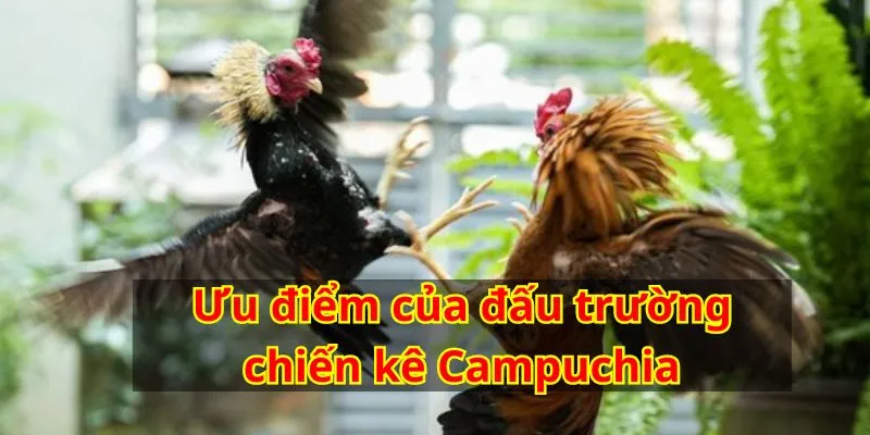 Ưu điểm của đấu trường chiến kê Campuchia