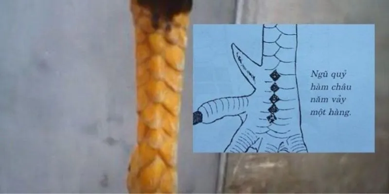 Vảy gà ngũ quỷ rất đặc biệt