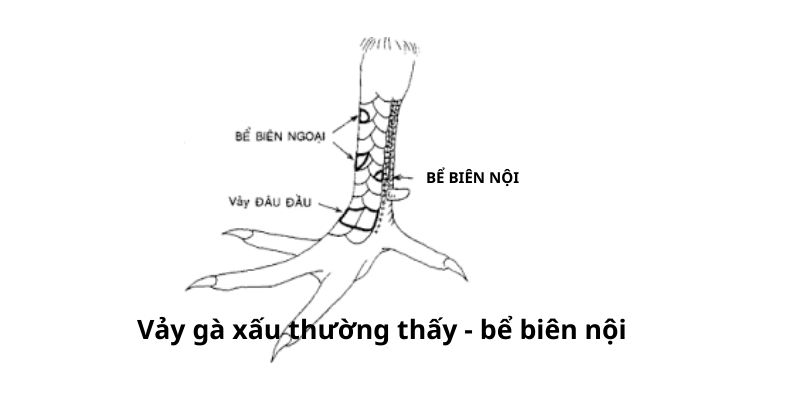 Vảy Bể Biên Nội