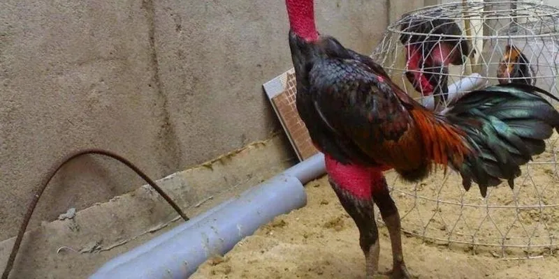 Vảy ngũ quý xuất hiện ở nhiều giống gà chọi